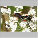 Phaenolobus terebrator - Schlupfwespe w03c 16mm - Sandgrube Niedringhaussee det06.jpg